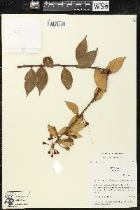 Macleania bullata image