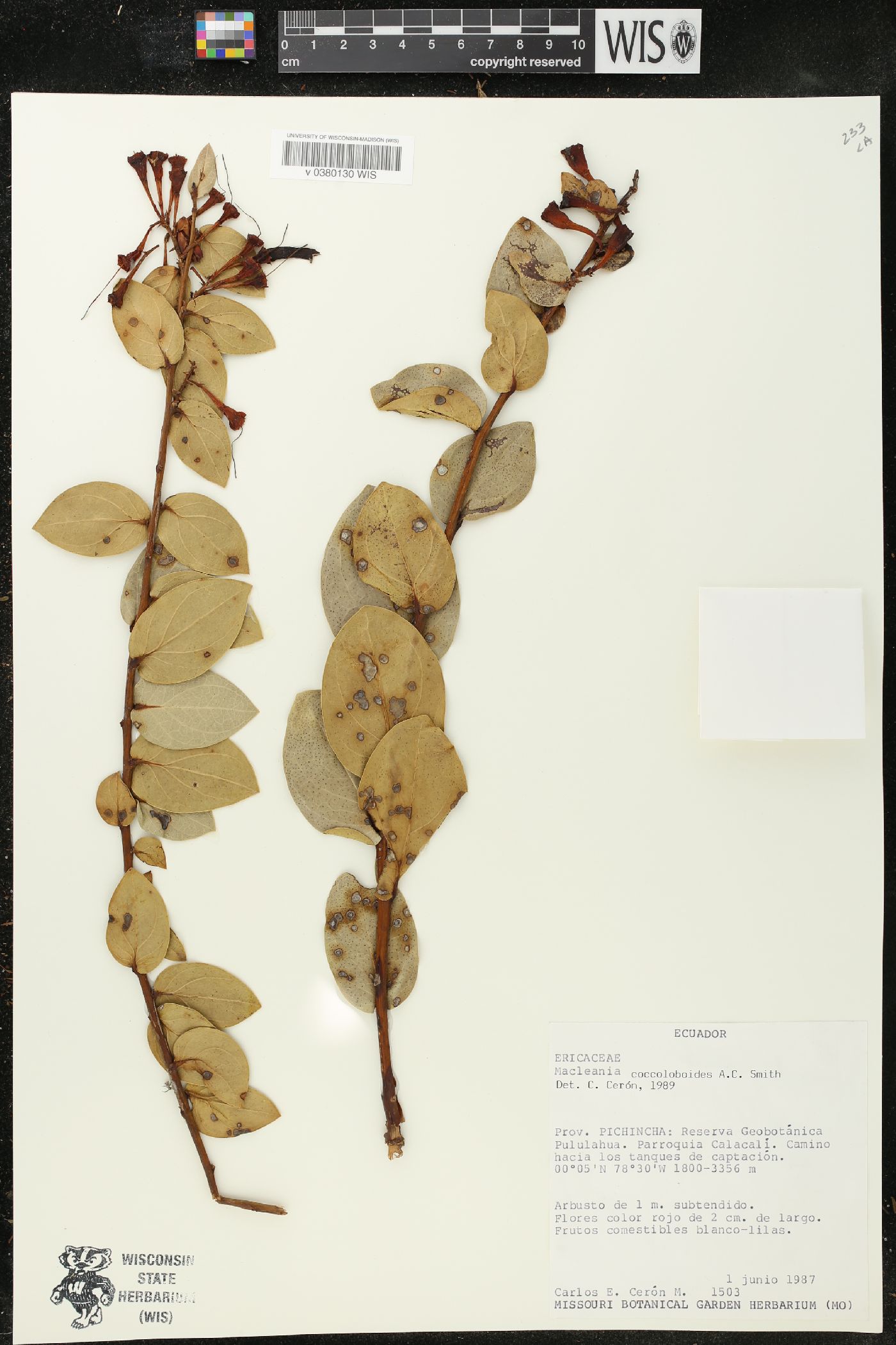 Macleania coccoloboides image