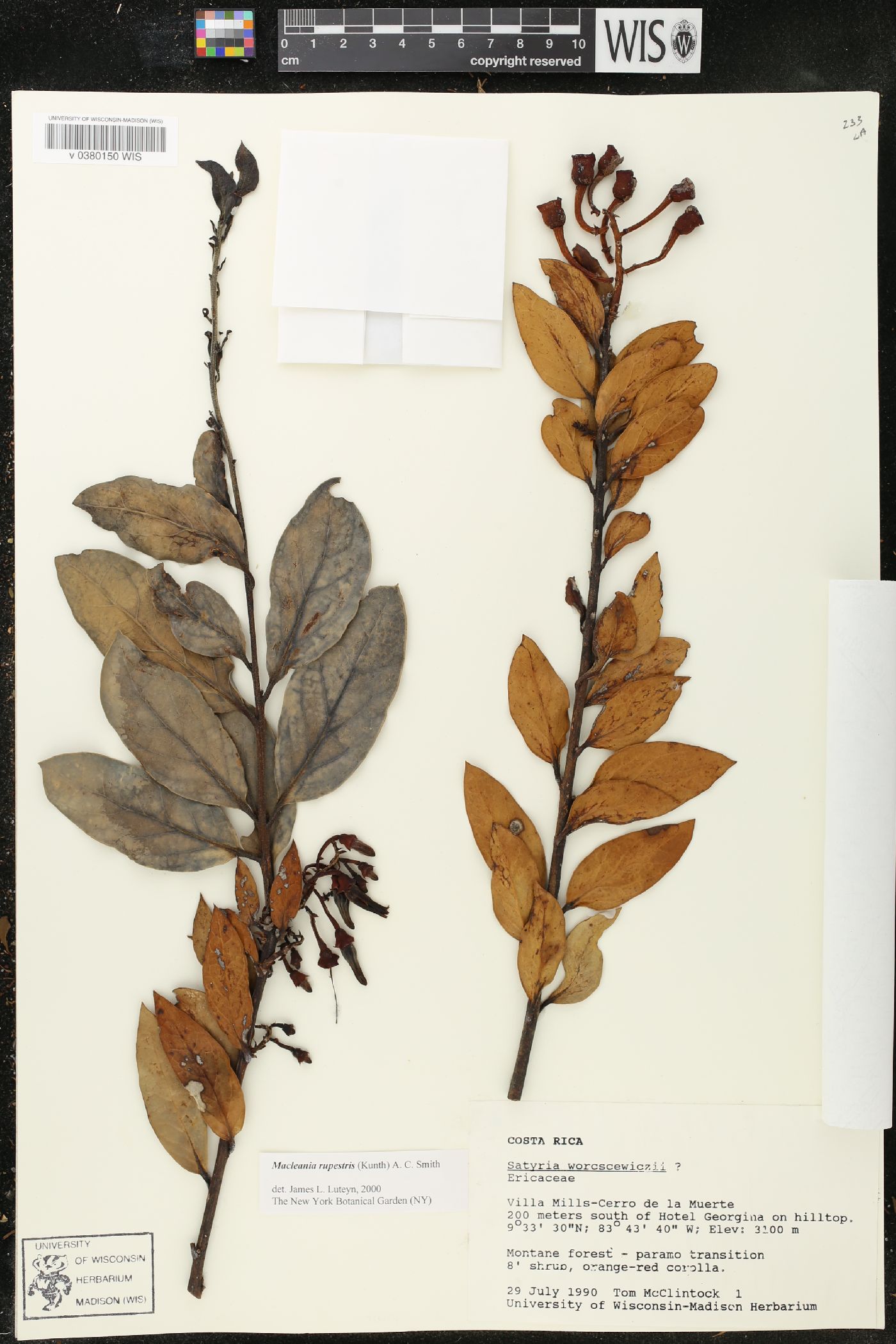 Macleania rupestris image