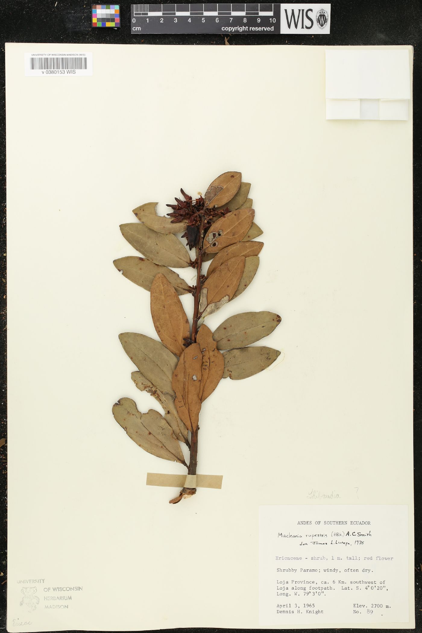 Macleania rupestris image