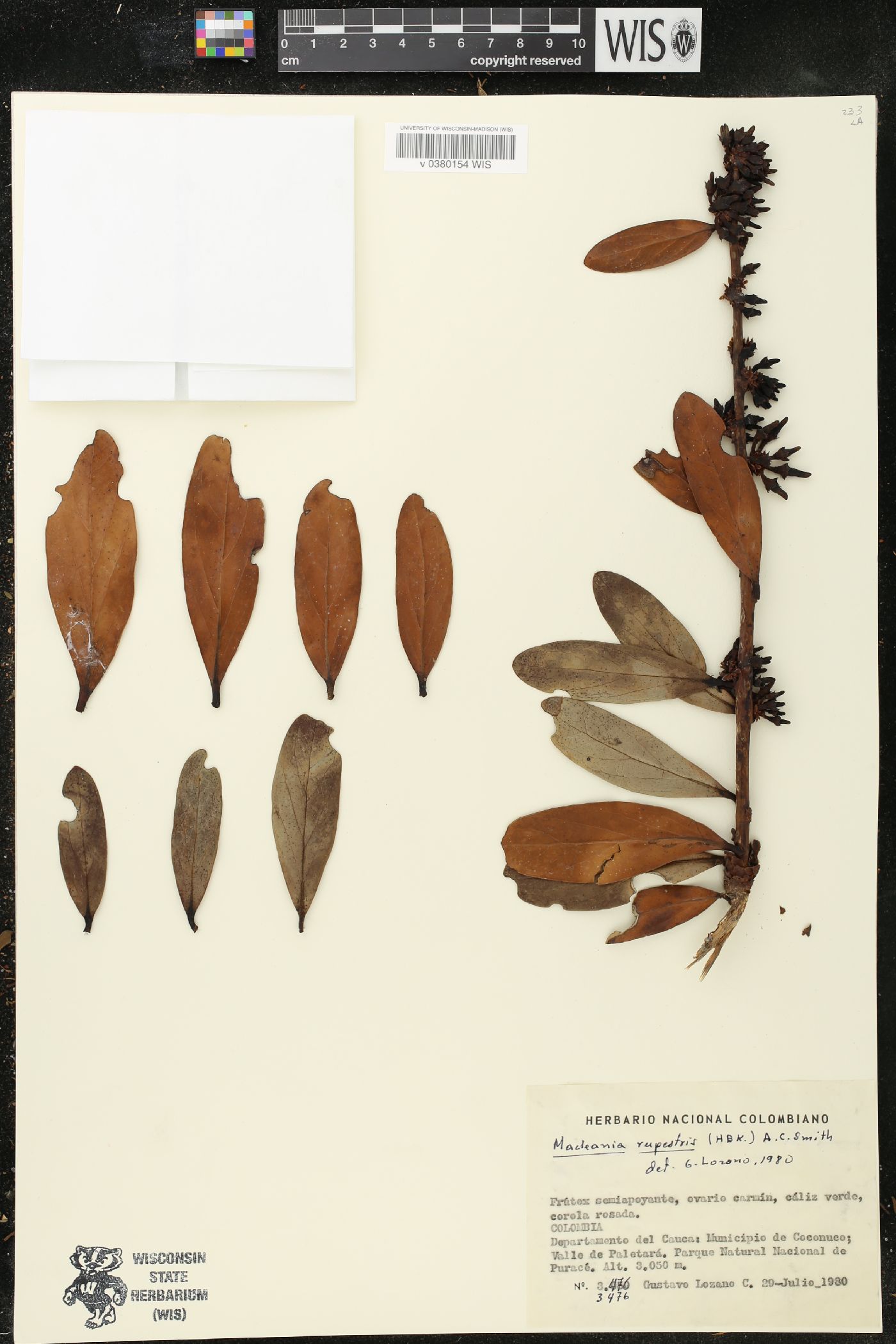 Macleania rupestris image