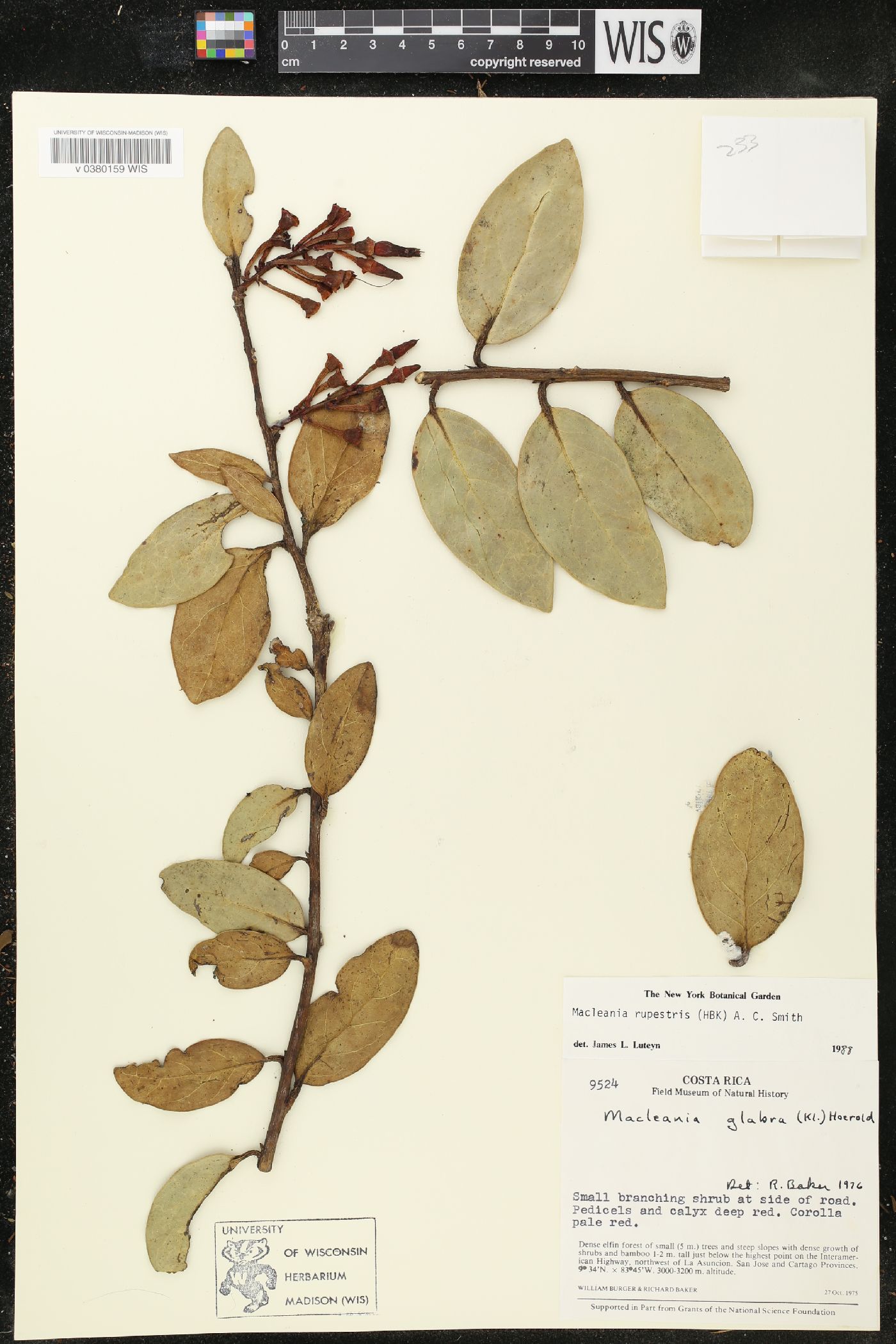 Macleania rupestris image