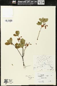 Rhododendron menziesii image