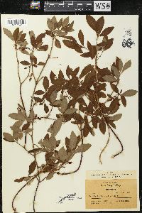 Rhododendron menziesii image