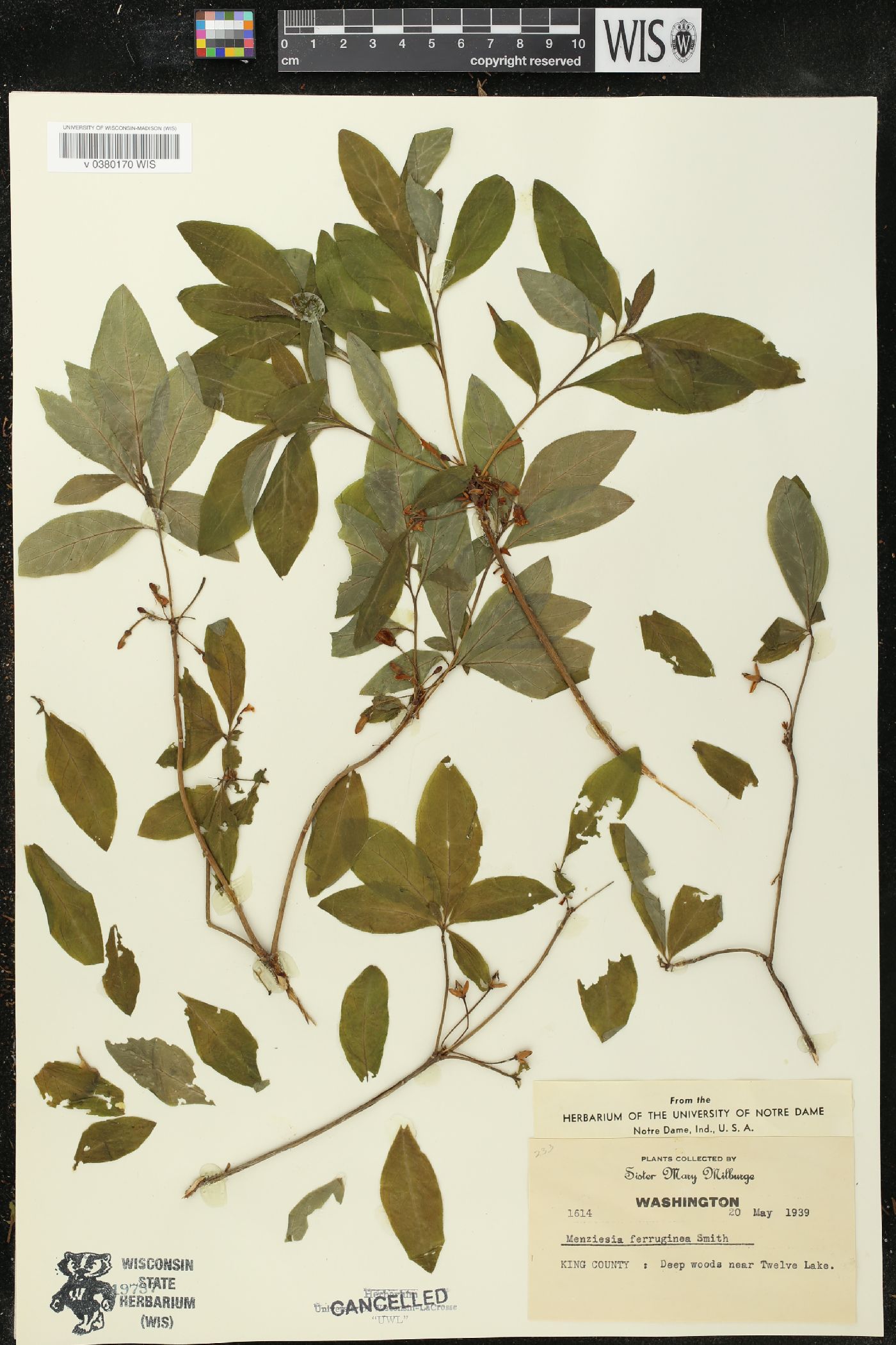 Rhododendron menziesii image