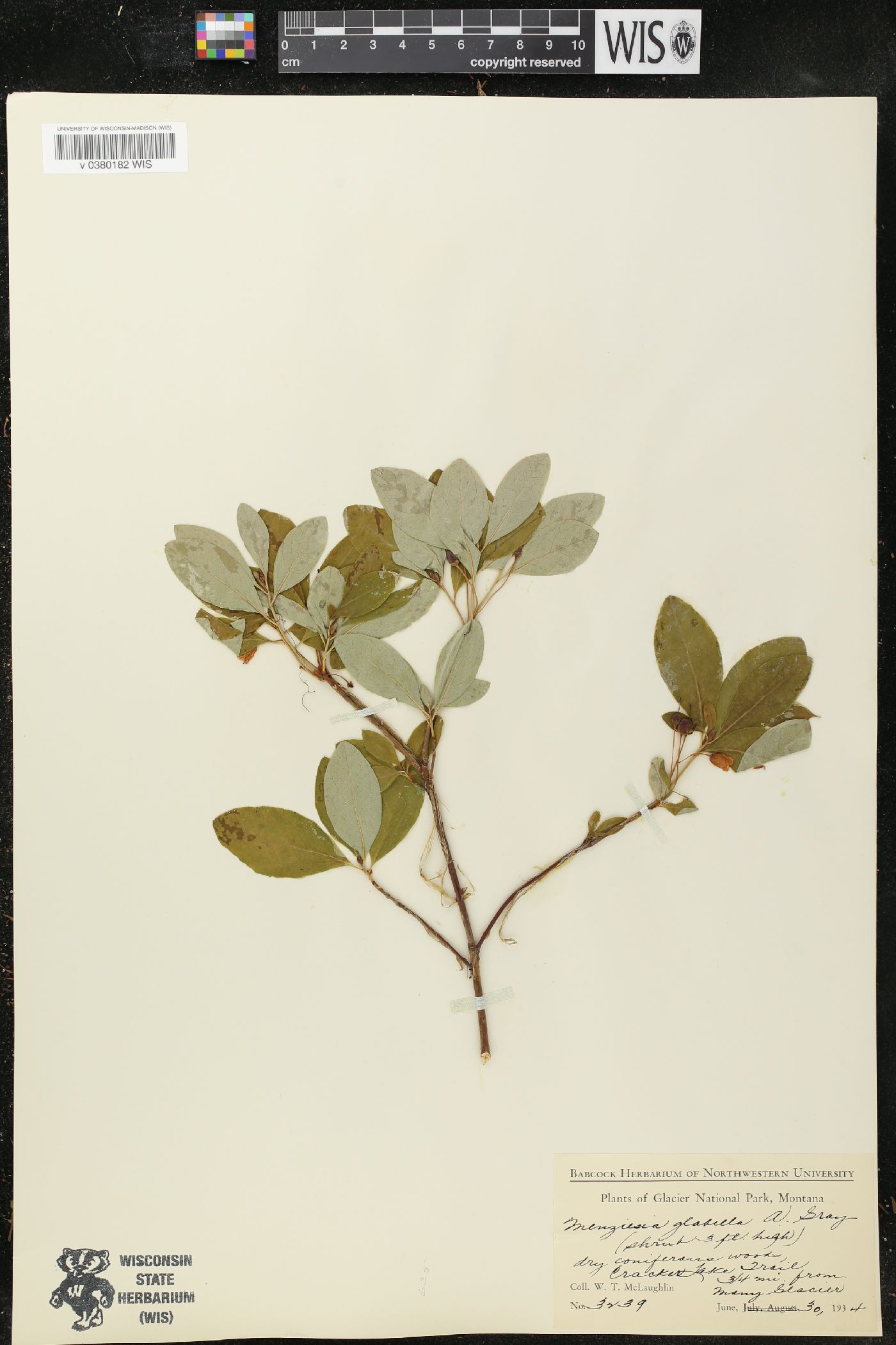 Rhododendron menziesii image