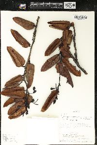 Image of Mycerinus chimantensis