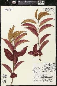 Oxydendrum arboreum image