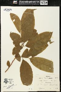 Oxydendrum arboreum image