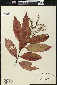 Oxydendrum arboreum image