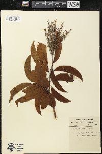 Oxydendrum arboreum image