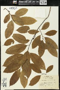 Oxydendrum arboreum image