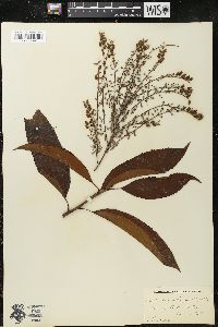 Oxydendrum arboreum image