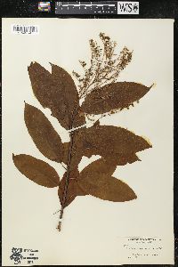 Oxydendrum arboreum image