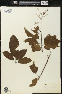 Oxydendrum arboreum image