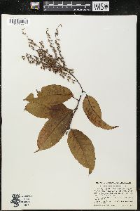 Oxydendrum arboreum image