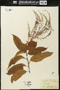 Oxydendrum arboreum image