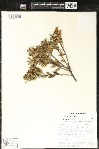 Pernettya prostrata image