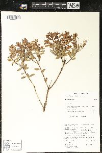 Pernettya prostrata image