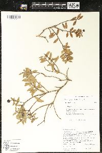 Pernettya prostrata image