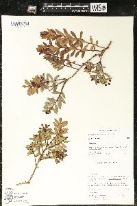 Pernettya prostrata image