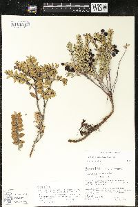 Pernettya prostrata image