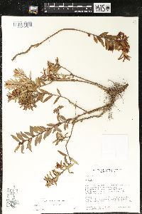 Pernettya prostrata image