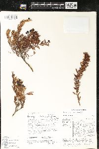 Pernettya prostrata image