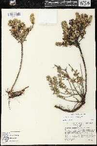 Pernettya prostrata image