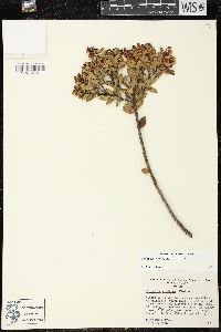 Pernettya prostrata image