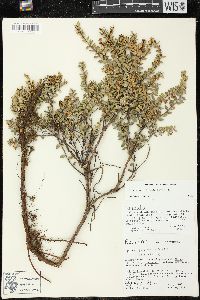 Pernettya prostrata image