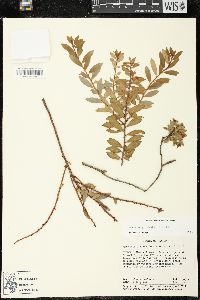 Pernettya prostrata image