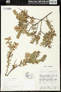 Pernettya prostrata image