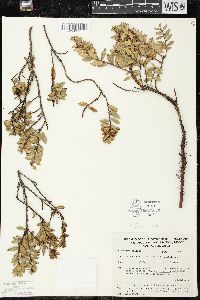 Pernettya prostrata image