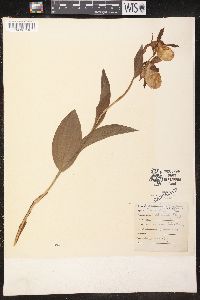 Cypripedium parviflorum var. pubescens image