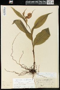 Cypripedium parviflorum var. pubescens image