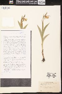 Cypripedium candidum image