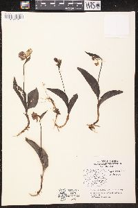 Cypripedium guttatum image