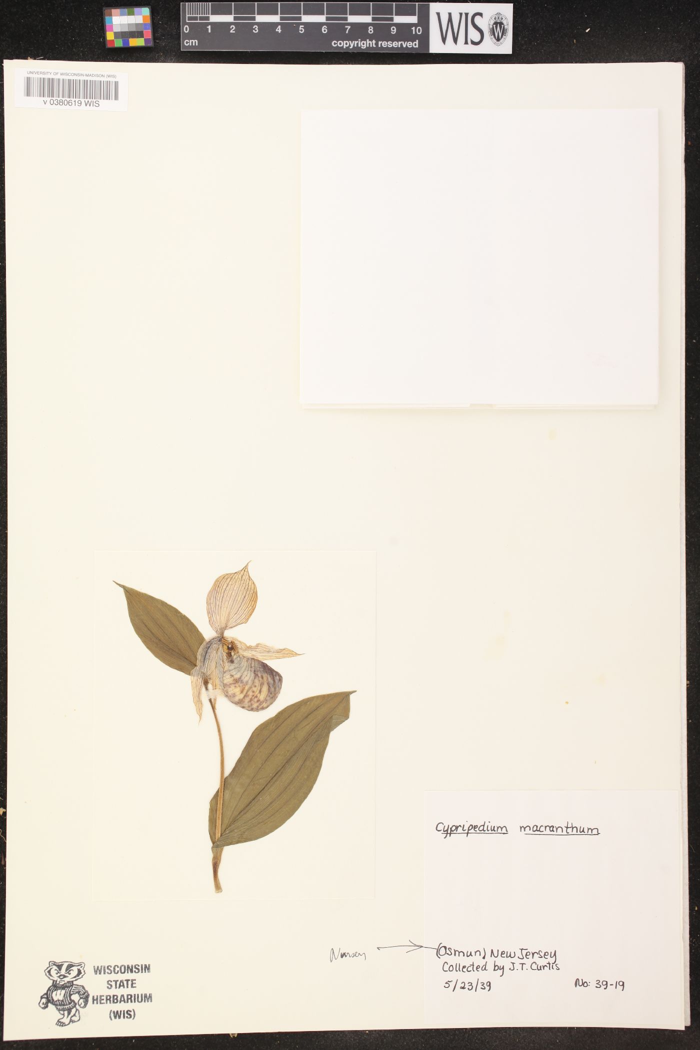Cypripedium micranthum image