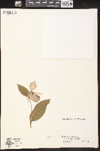 Cypripedium micranthum image
