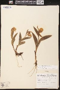 Cypripedium parviflorum var. pubescens image