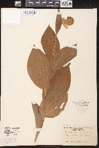 Cypripedium reginae image