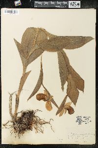 Cypripedium reginae image