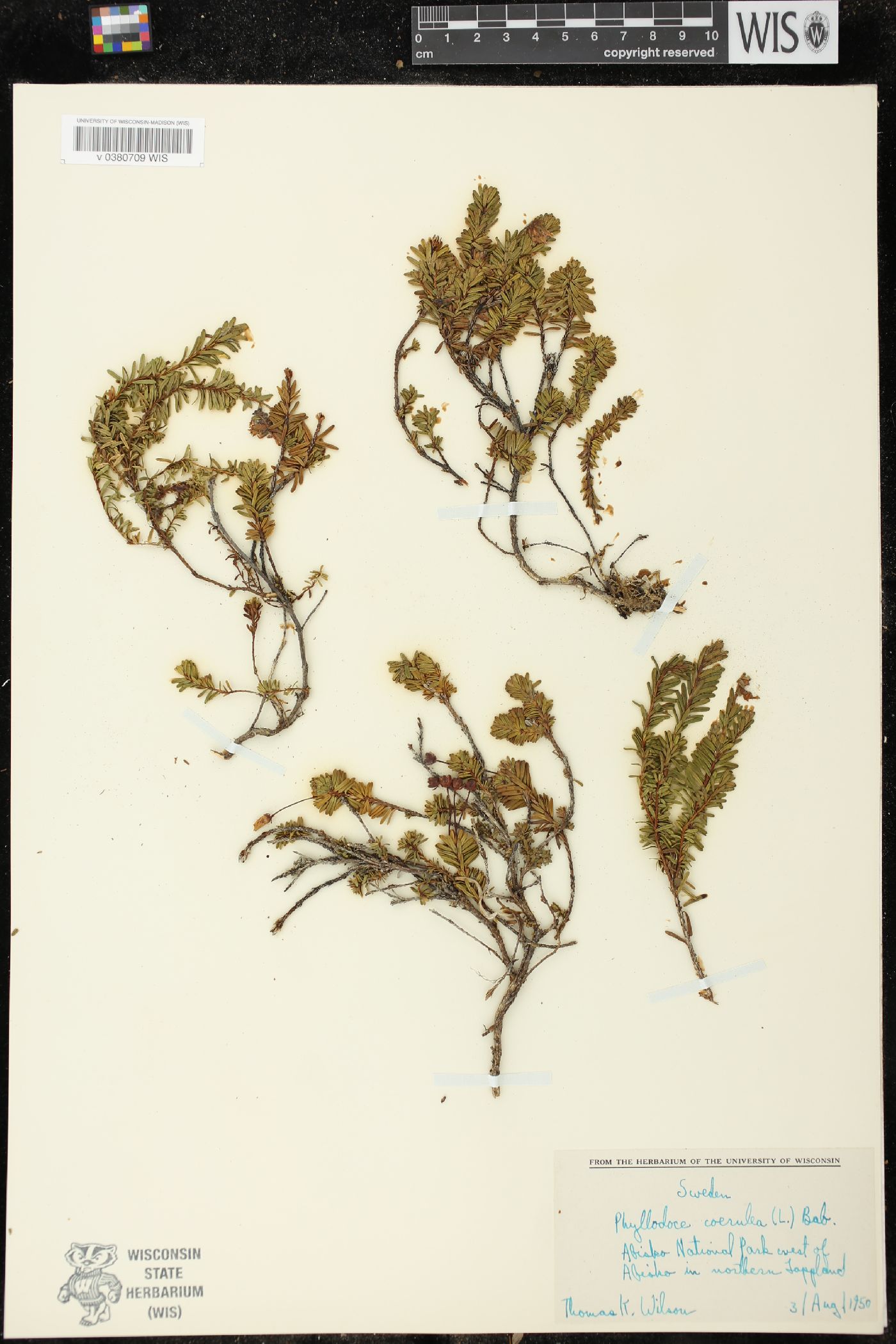 Phyllodoce caerulea image