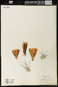 Image of Echinocactus polyancistrus