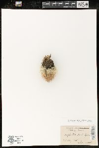 Coryphantha vivipara var. deserti image
