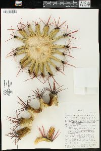 Ferocactus stainesii image