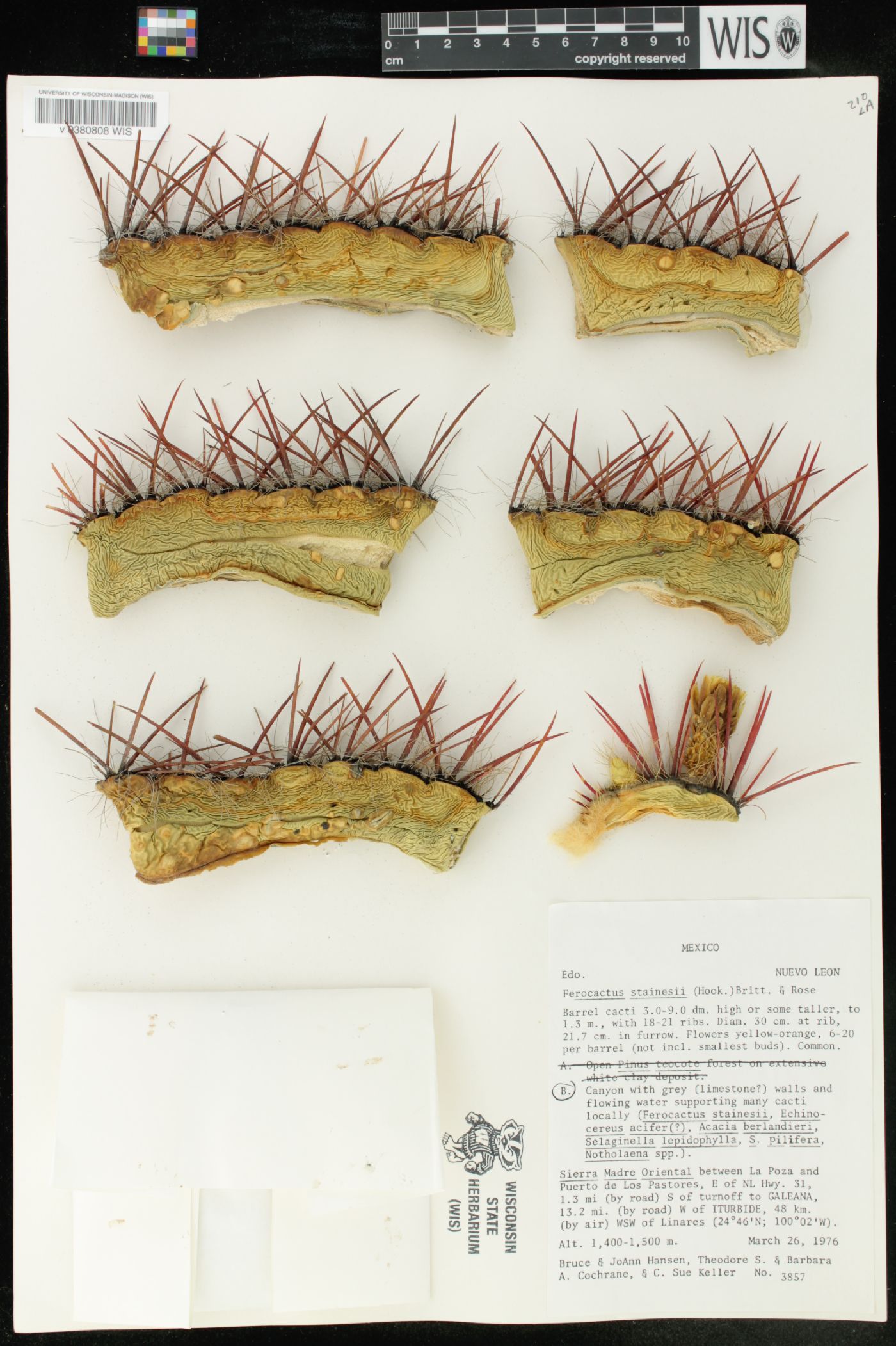 Ferocactus stainesii image