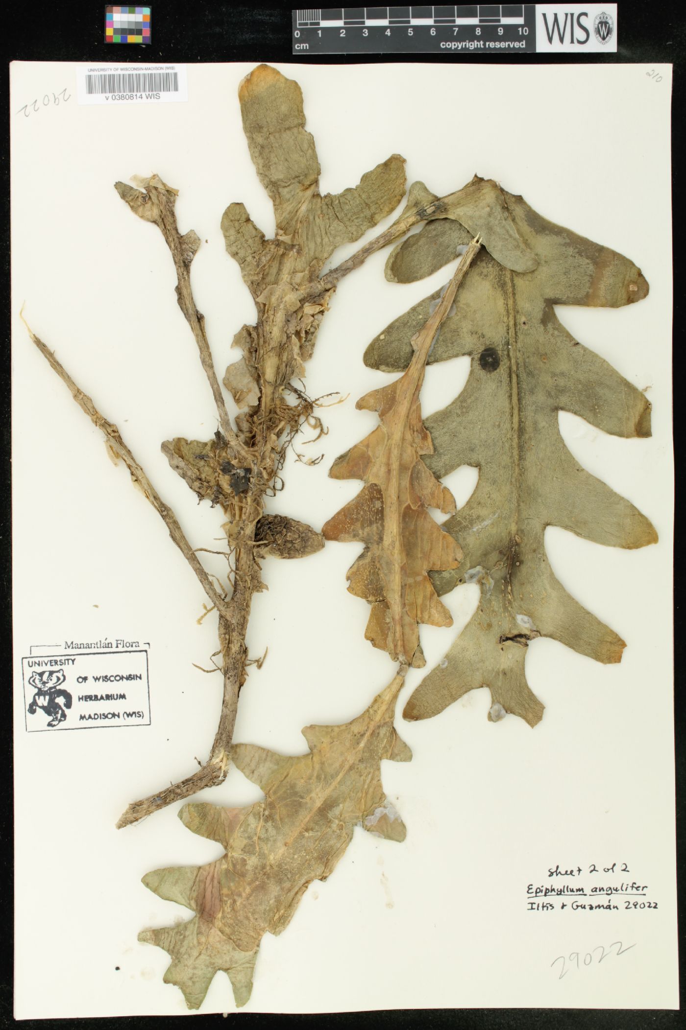 Epiphyllum anguliger image