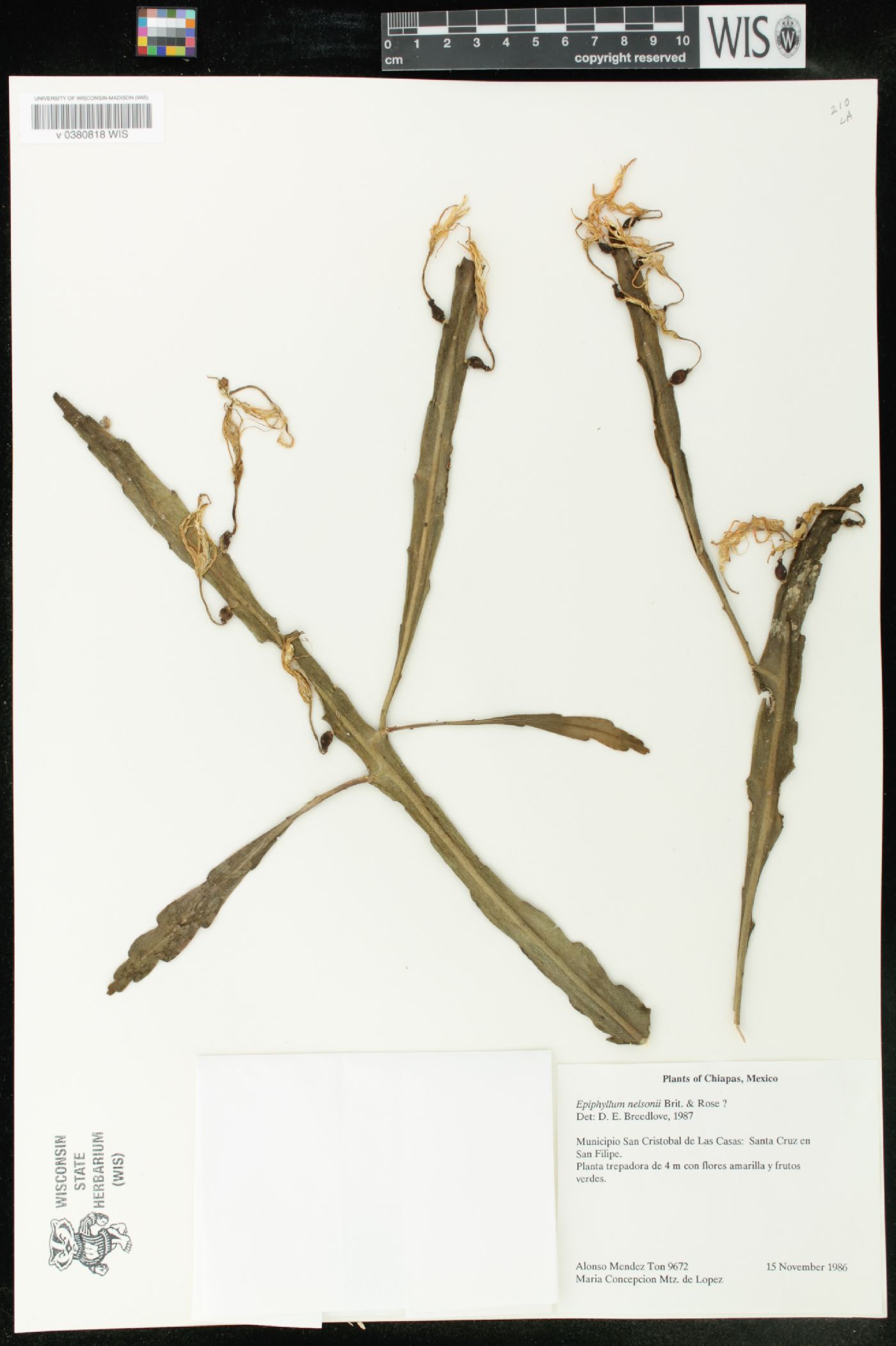 Disocactus nelsonii image